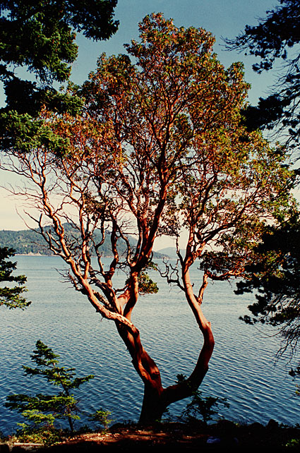 Madrona tree overlooking East Sound, Camp Indralaya, Orcas Island